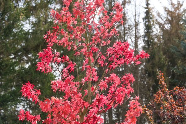 Japanese Maple Planting in Stuart
