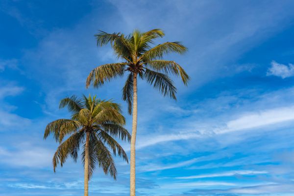 Palm Tree Planting in Stuart