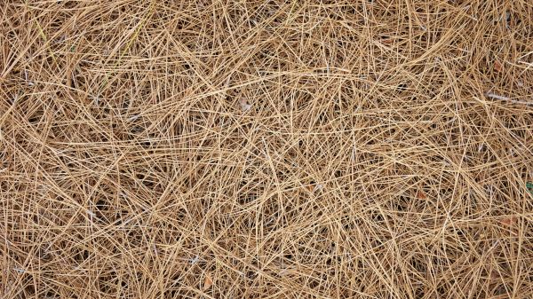 Pine Needles Delivery in Stuart