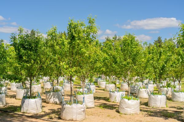 Tree Planting Service in Stuart