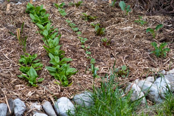 Mulch Service in Stuart