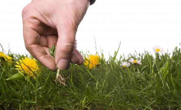 Lawn Weeding in Stuart