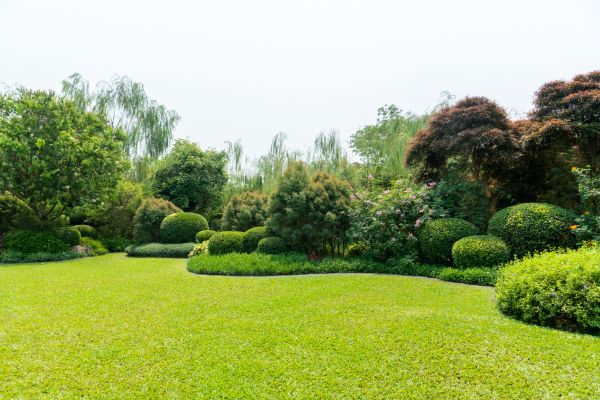 Tree Landscaping in Stuart