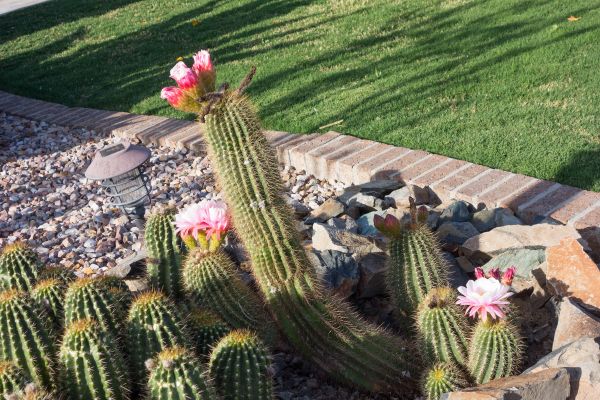 Desert Landscaping in Stuart