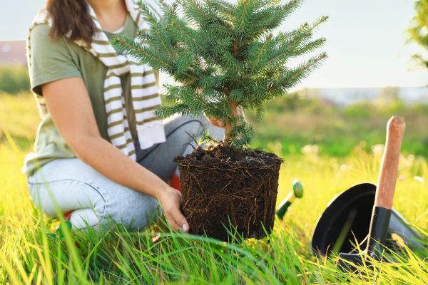 Spruce Tree Planting in Stuart
