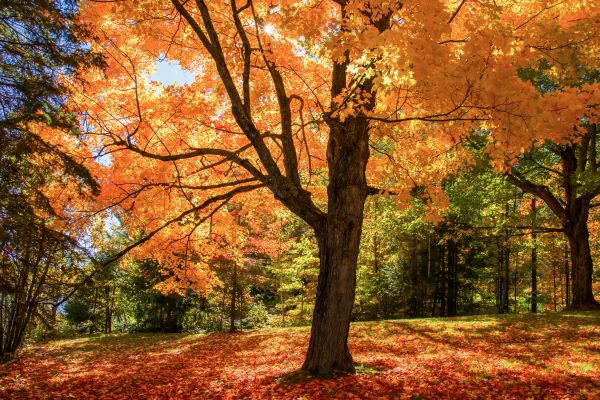 Maple Tree Planting in Stuart