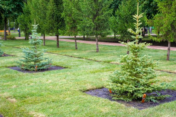 Privacy Trees Planting in Stuart