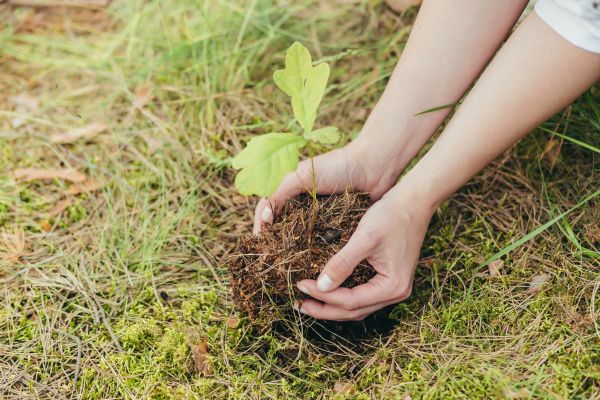 Oak Tree Planting in Stuart