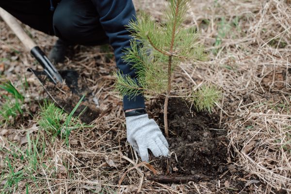 Pine Tree Planting in Stuart