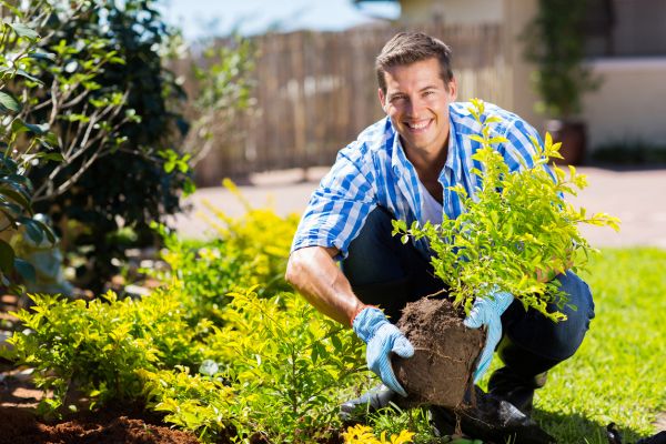 Shrub Landscaping in Stuart