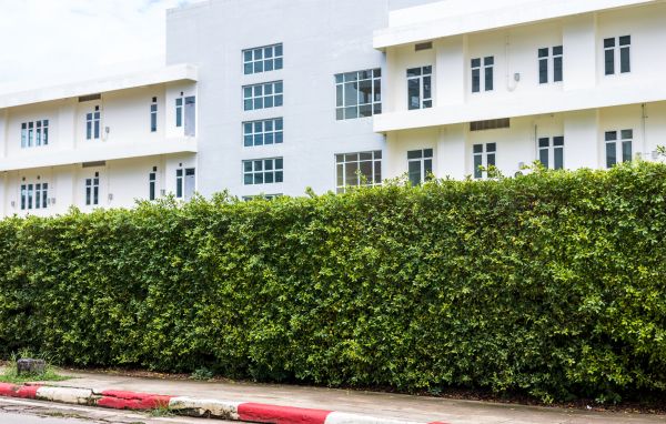 Privacy Landscaping in Stuart