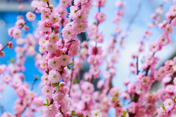 Japanese Cherry Tree Planting in Stuart