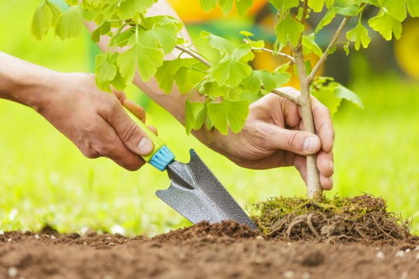 Fruit Tree Planting in Stuart