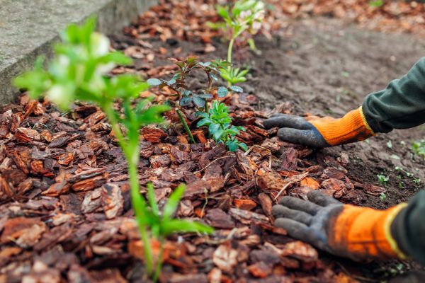 Spring Landscape Mulching