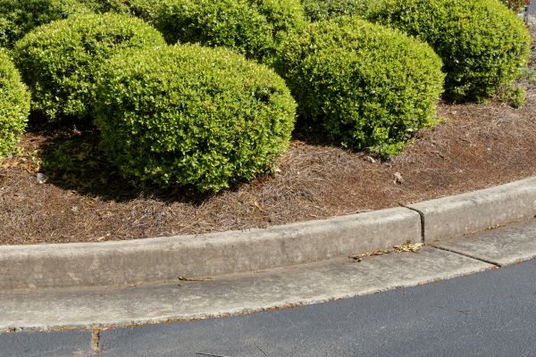 Pine Mulch Installation in Stuart
