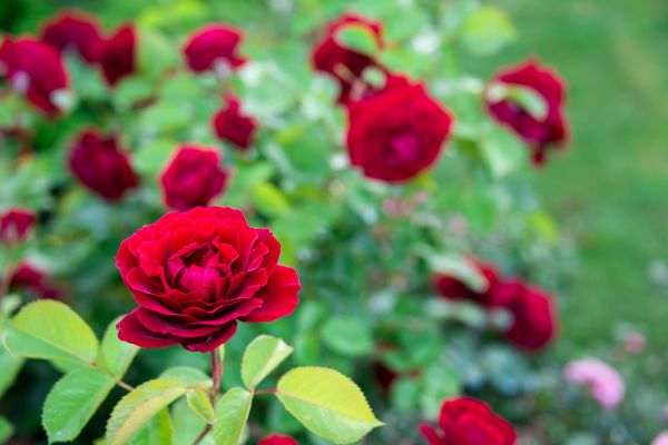 Rose Planting in Stuart