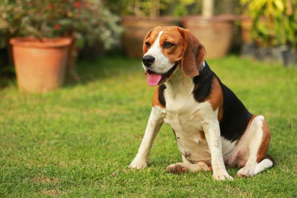 Dog Friendly Landscaping in Stuart