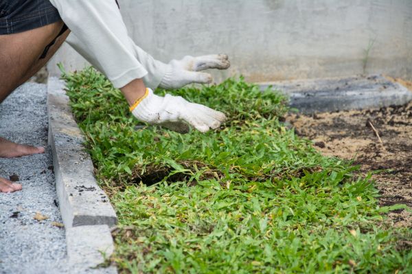 Ground Cover Planting in Stuart