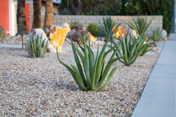 Drought Resistant Landscaping in Stuart