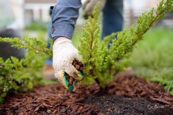 Church Mulching in Stuart