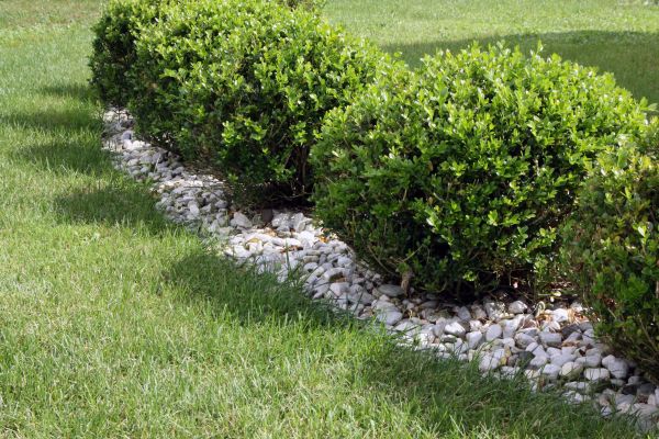 Boxwood Planting in Stuart