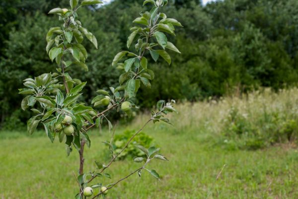 Apple Tree Planting in Stuart
