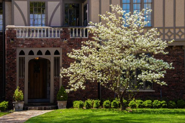 Dogwood Tree Planting in Stuart